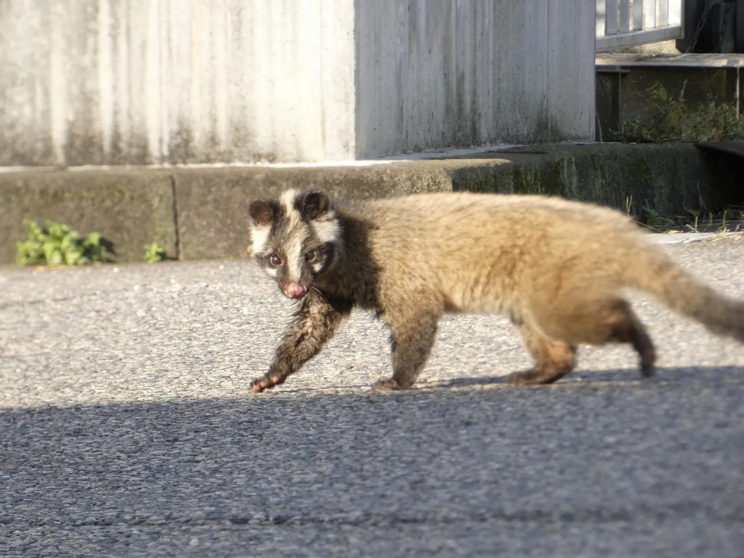 ハクビシン